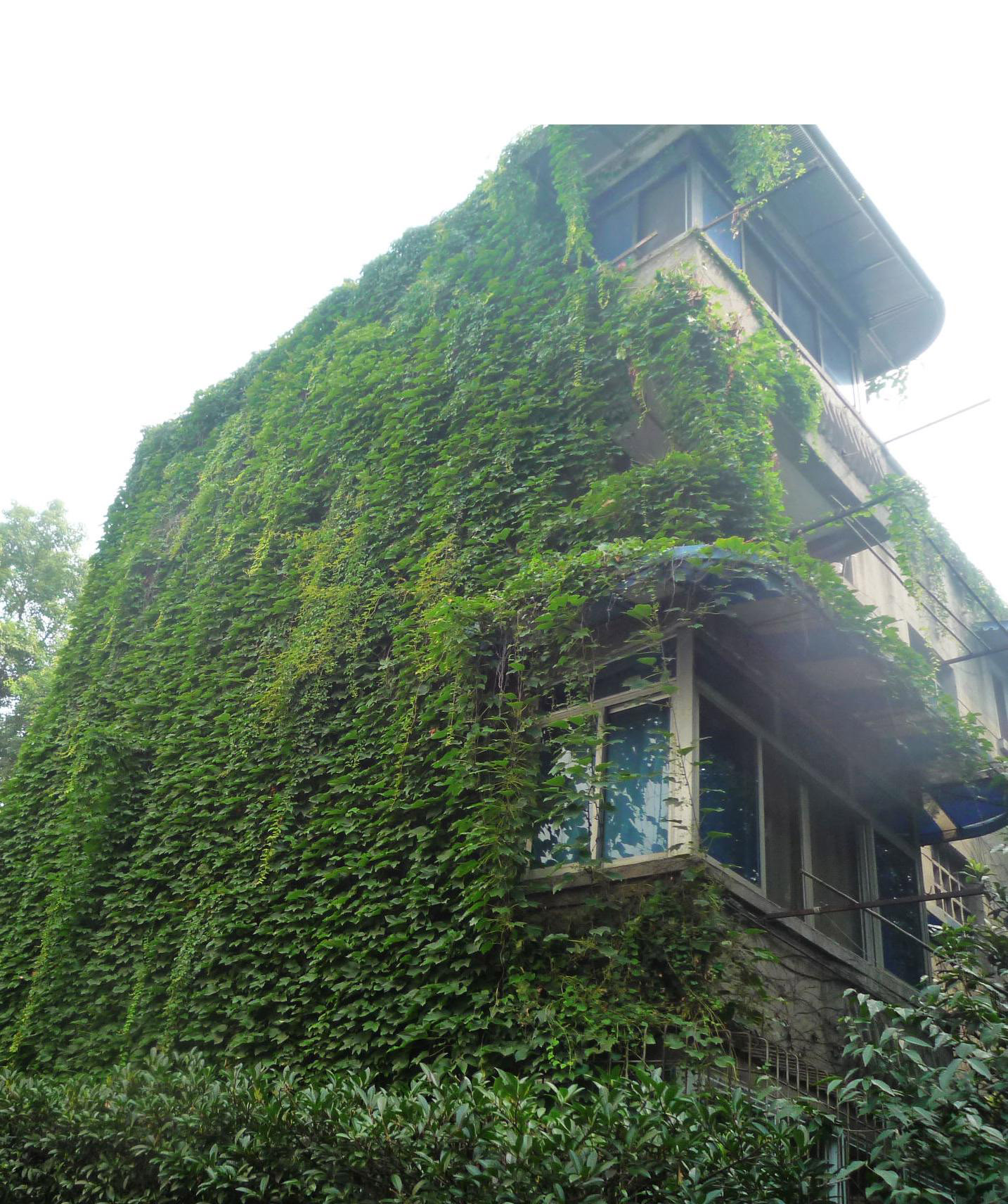 爬石藤图片哪里有